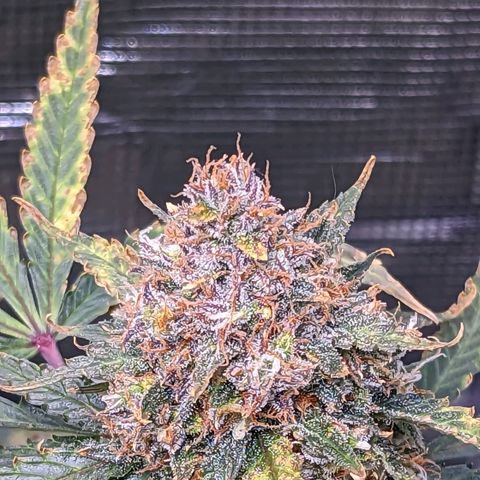 Tastebudz Forbidden Fruitz growlog timeline photo
