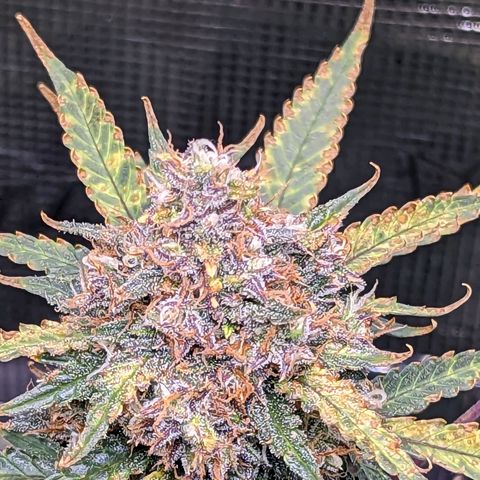 Tastebudz Forbidden Fruitz growlog timeline photo