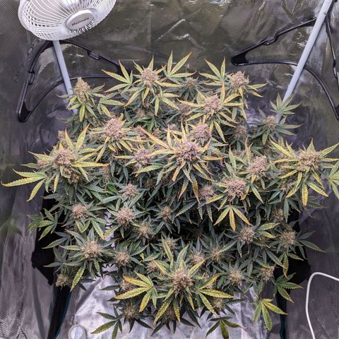 Tastebudz Forbidden Fruitz growlog timeline photo