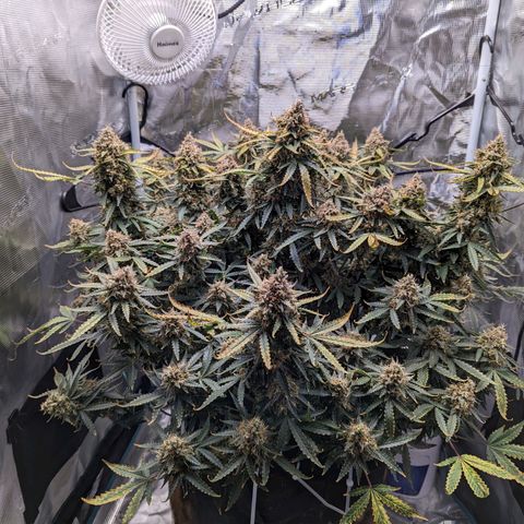 Tastebudz Forbidden Fruitz growlog timeline photo