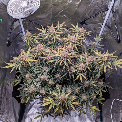 Tastebudz Forbidden Fruitz growlog timeline photo