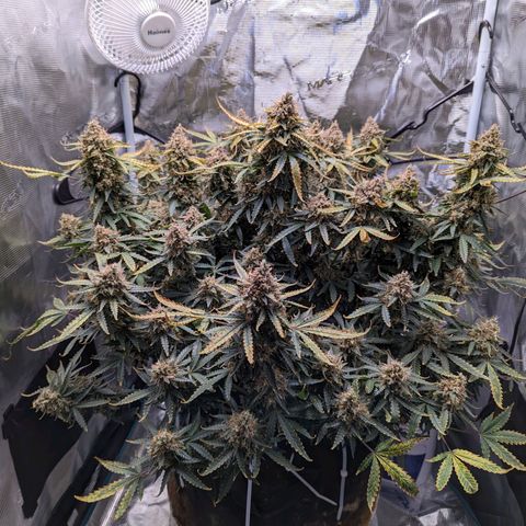 Tastebudz Forbidden Fruitz growlog timeline photo