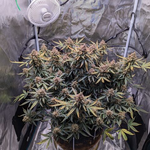 Tastebudz Forbidden Fruitz growlog timeline photo