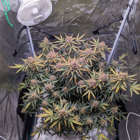 Tastebudz Forbidden Fruitz growlog timeline photo