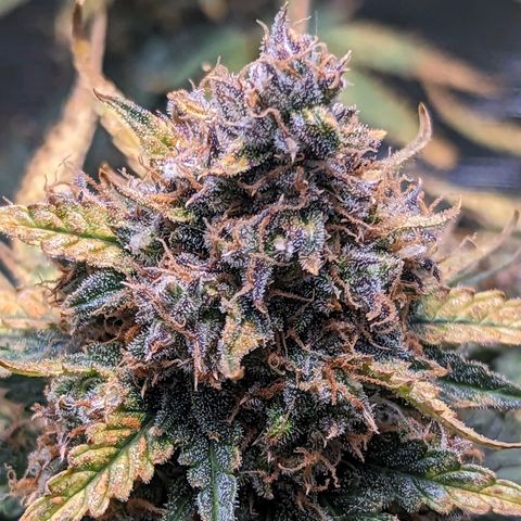 Tastebudz Forbidden Fruitz growlog timeline photo