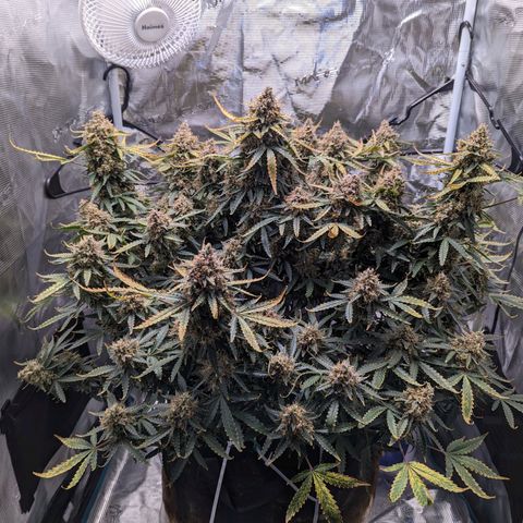 Tastebudz Forbidden Fruitz growlog timeline photo