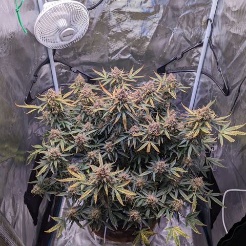 Tastebudz Forbidden Fruitz growlog timeline photo