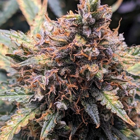 Tastebudz Forbidden Fruitz growlog timeline photo