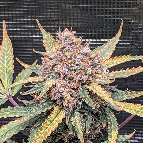 Tastebudz Forbidden Fruitz growlog timeline photo