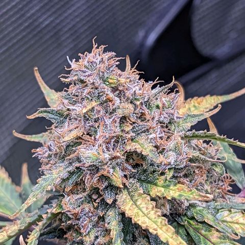Tastebudz Forbidden Fruitz growlog timeline photo