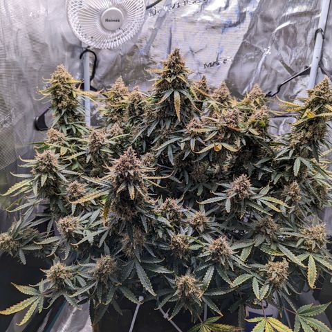 Tastebudz Forbidden Fruitz growlog timeline photo