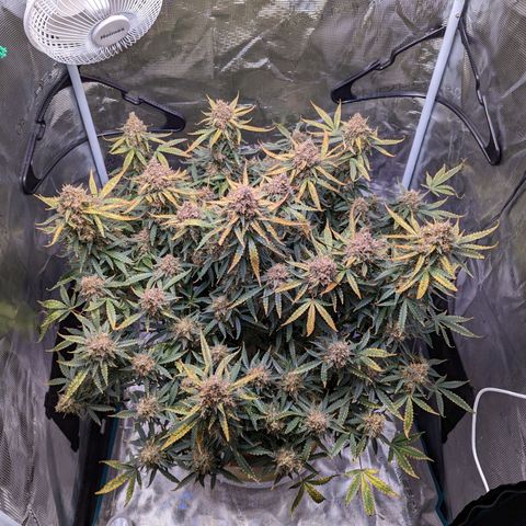 Tastebudz Forbidden Fruitz growlog timeline photo