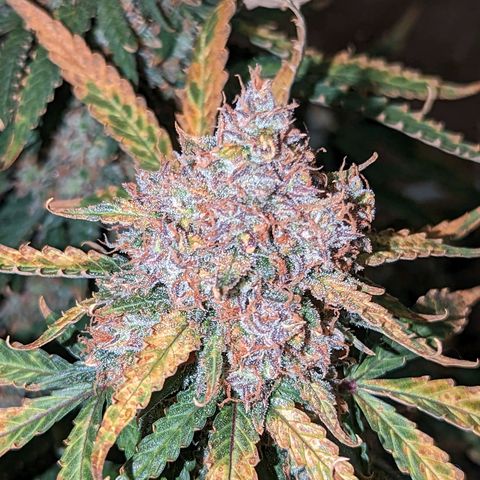 Tastebudz Forbidden Fruitz growlog timeline photo