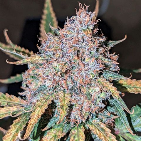 Tastebudz Forbidden Fruitz growlog timeline photo