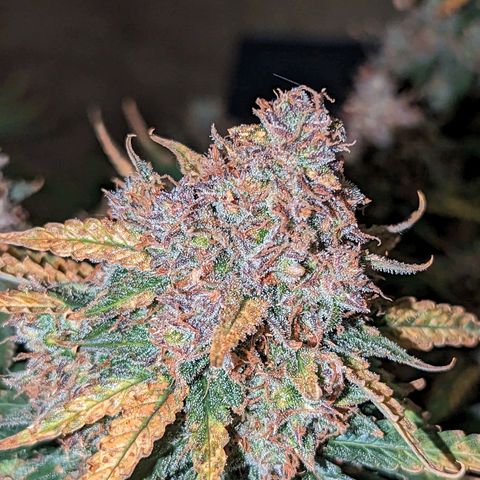 Tastebudz Forbidden Fruitz growlog timeline photo