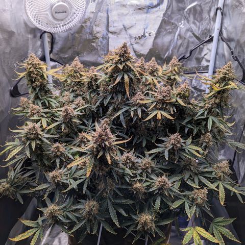 Tastebudz Forbidden Fruitz growlog timeline photo