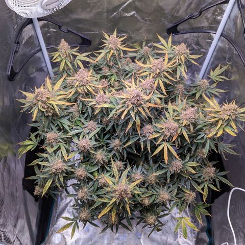 Tastebudz Forbidden Fruitz growlog timeline photo