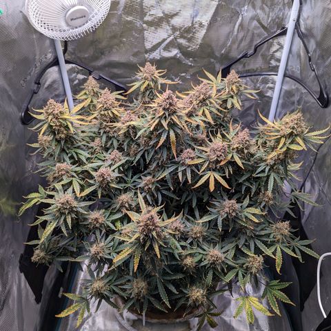 Tastebudz Forbidden Fruitz growlog timeline photo