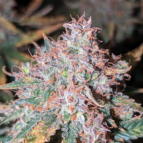 Tastebudz Forbidden Fruitz growlog timeline photo