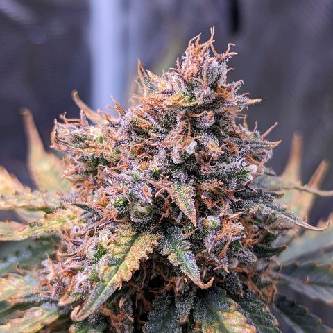 Tastebudz Forbidden Fruitz growlog timeline photo