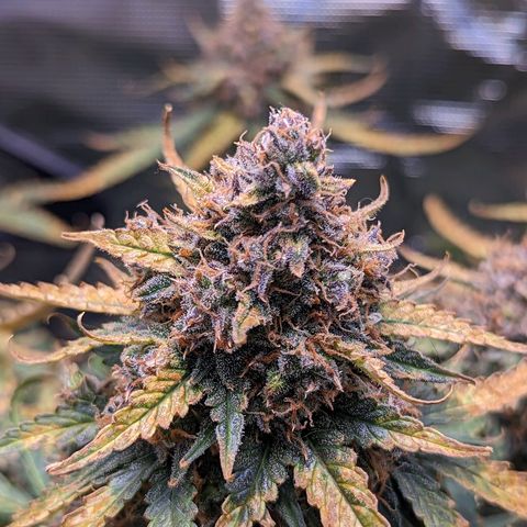 Tastebudz Forbidden Fruitz growlog timeline photo