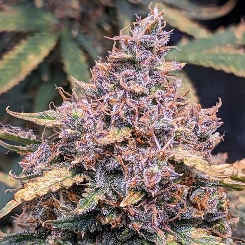 Tastebudz Forbidden Fruitz growlog timeline photo