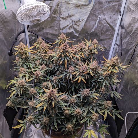 Tastebudz Forbidden Fruitz growlog timeline photo