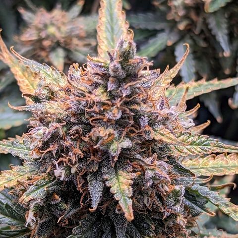 Tastebudz Forbidden Fruitz growlog timeline photo