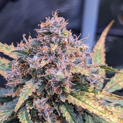 Tastebudz Forbidden Fruitz growlog timeline photo