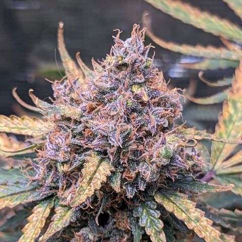 Tastebudz Forbidden Fruitz growlog timeline photo