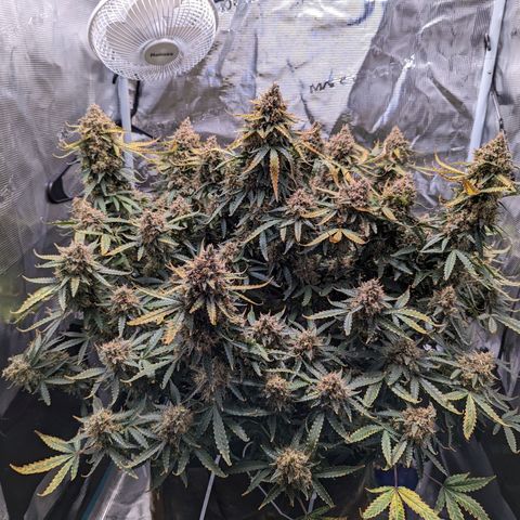 Tastebudz Forbidden Fruitz growlog timeline photo