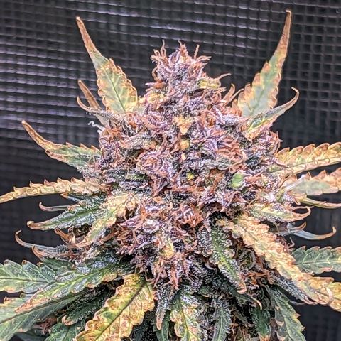 Tastebudz Forbidden Fruitz growlog timeline photo