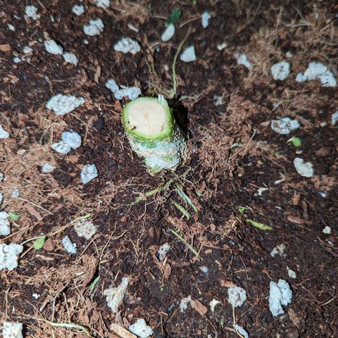 Tastebudz Forbidden Fruitz growlog timeline photo