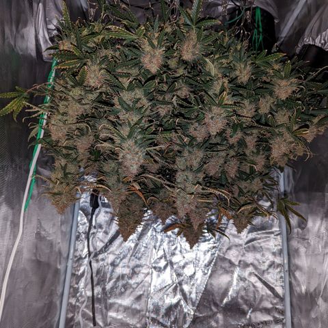 Tastebudz Forbidden Fruitz growlog timeline photo