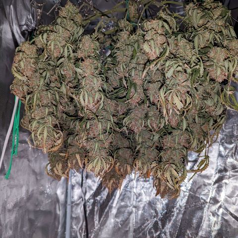 Tastebudz Forbidden Fruitz growlog timeline photo