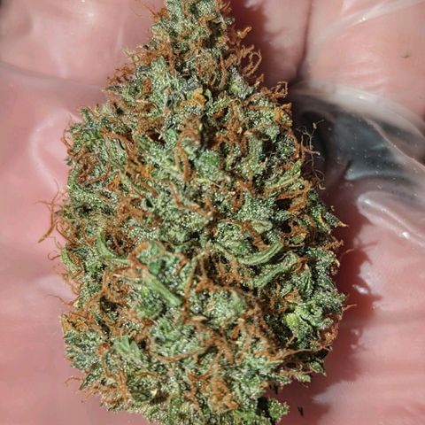 Tastebudz Forbidden Fruitz growlog timeline photo