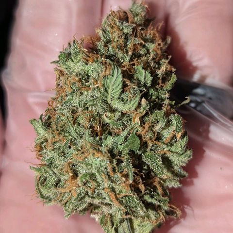 Tastebudz Forbidden Fruitz growlog timeline photo