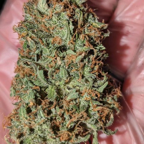 Tastebudz Forbidden Fruitz growlog timeline photo