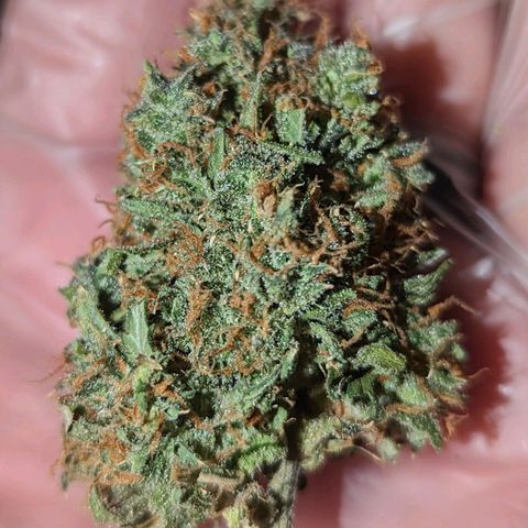 Tastebudz Forbidden Fruitz growlog timeline photo