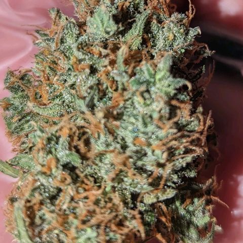 Tastebudz Forbidden Fruitz growlog timeline photo