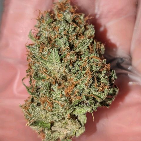 Tastebudz Forbidden Fruitz growlog timeline photo