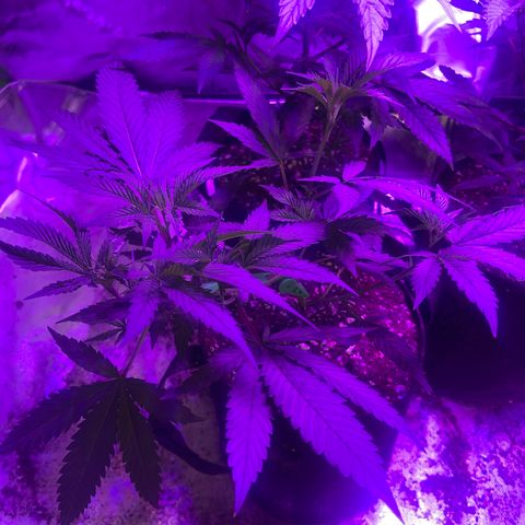 Batch 4 #4 growlog timeline photo