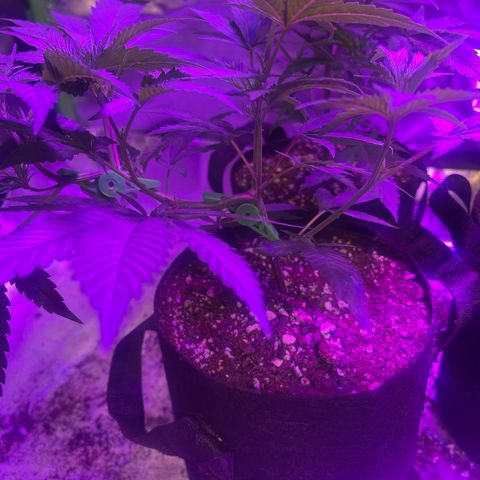 Batch 4 #4 growlog timeline photo
