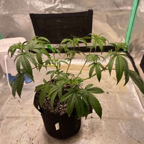Batch 4 #4 growlog timeline photo