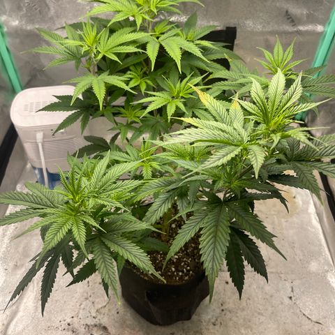 Batch 4 #4 growlog timeline photo