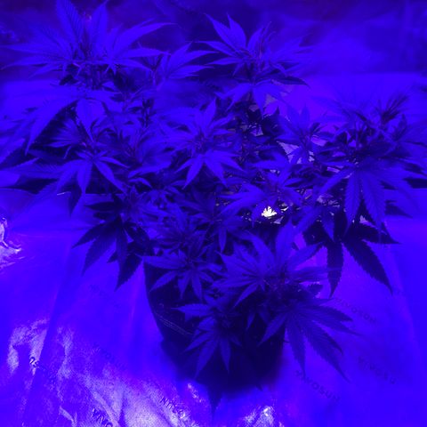 Batch 4 #4 growlog timeline photo