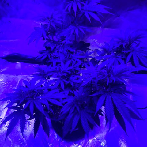 Batch 4 #4 growlog timeline photo