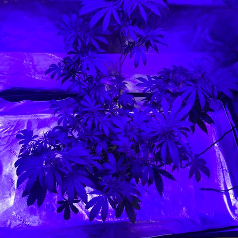 Batch 4 #4 growlog timeline photo