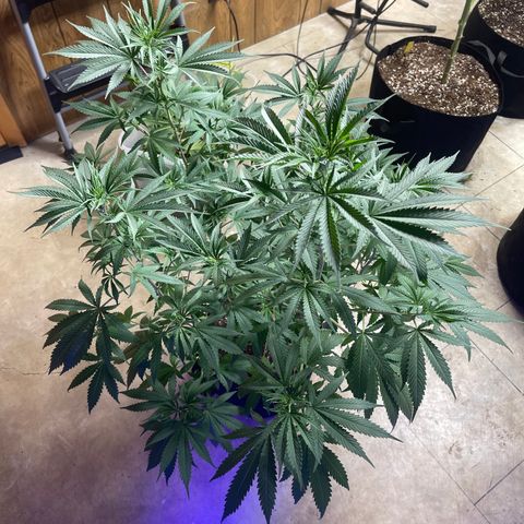 Batch 4 #4 growlog timeline photo