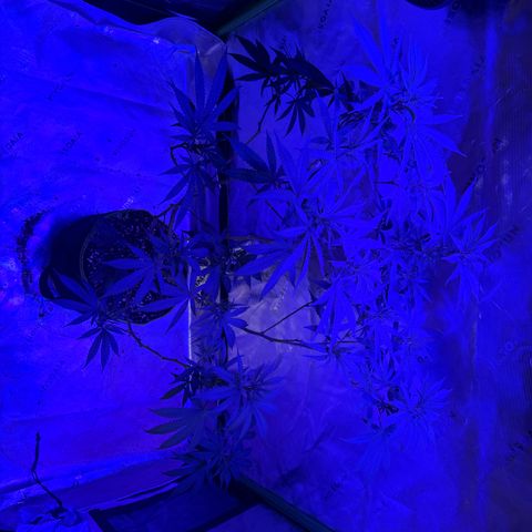 Batch 4 #4 growlog timeline photo